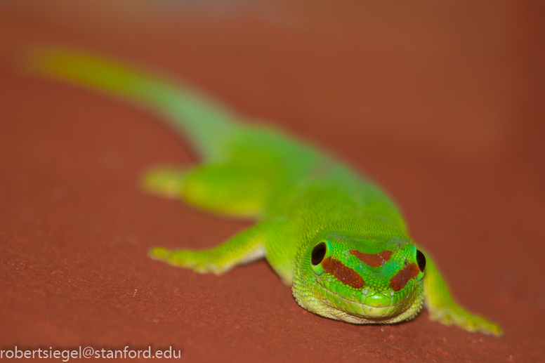 day gecko